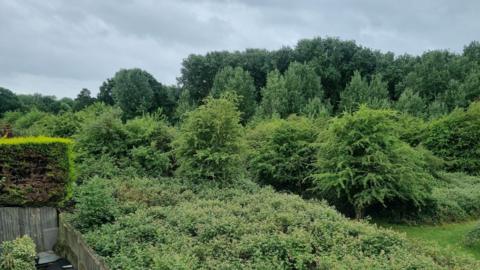 A green space with many trees and shrubs.