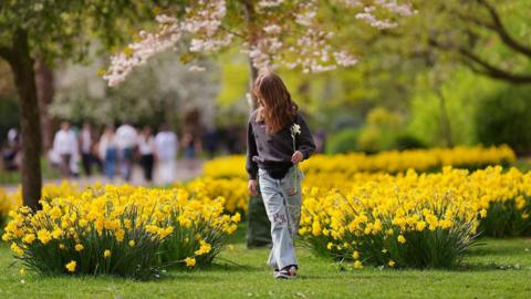 Girls walks through mounds of yellow daffodils