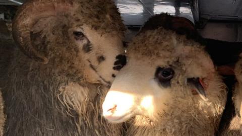 Rescued sheep