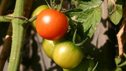 A close up of a tomato ripening on the vine.  Two green tomatoes hang beneath.