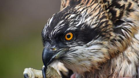 Close-up image of an osprey. It has a dark beak and brown and white feathers.