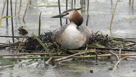 A great crested grebe
