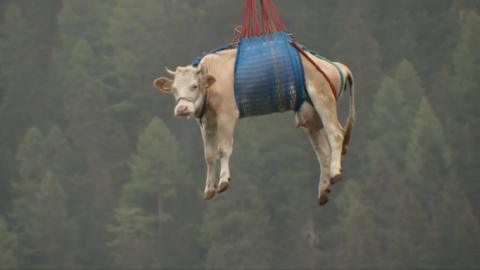 A cow hangs from a harness in the sky