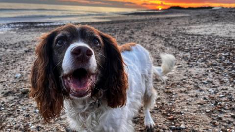 Millie the dog looking to camera with a sunset behind. 