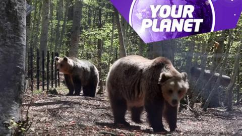 Two brown bears in the forest and the Your Planet logo