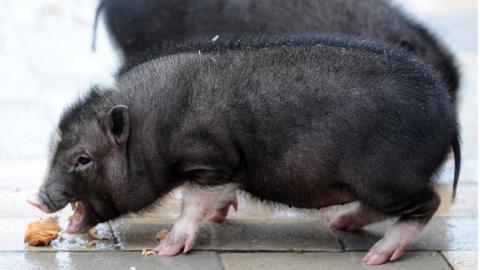 A potbellied pig