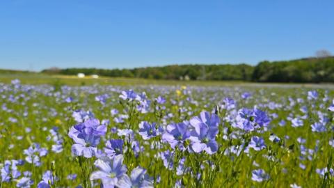 a close up of lilac flowers in a field with a backdrop of trees under a clear blue sky