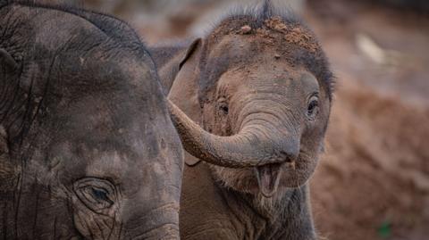 An elephant with its trunk to the left hand side throwing dirt on its face, another elephant is to the left of it