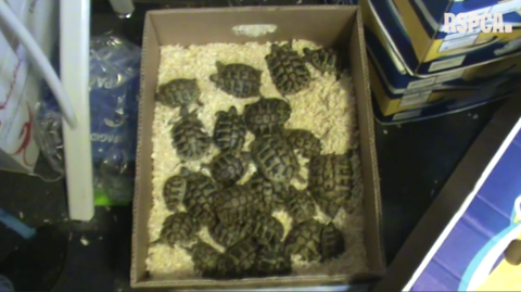 A cardboard box containing a large number of small green tortoises