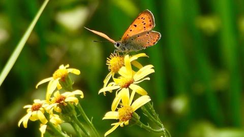 A butterfly with red and gold wings with black spots, sits on a yellow flower.