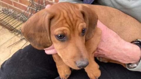 A small brown dog is on a person's lap, held up by two hands. The person is out of the frame.