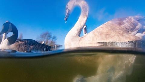 Swan next to a plastic bag in the river Trent