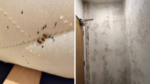 Two images. Left is an upturned white mattress with small black stains and three brown bugs. Right is a white corridor with large patches of damp and peeling paint.
