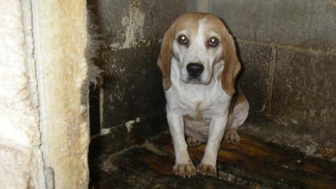 Beagle found at puppy farm