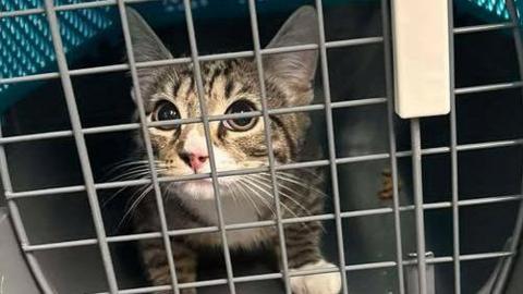A grey and black striped cat with large eyes behind the grate of a cat carrier.