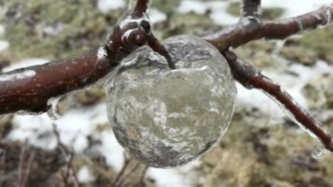 A 'ghost apple'