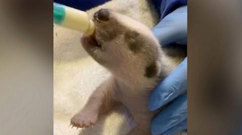 Badger cub being fed