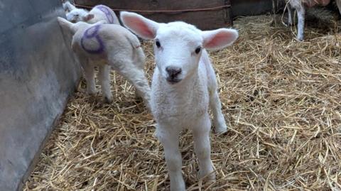 A white lamb looks straight into the camera as it stands on straw with several other lambs behind it.