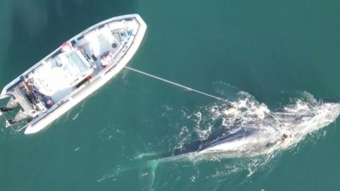 The boat on the left is throwing a rope to the humpback whale to draw it closer to the boat.