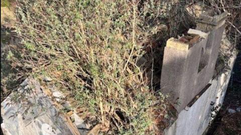 An old building with bushes growing out of it and a large stone block.