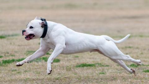 An American bulldog running
