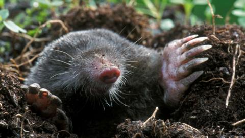 A mole, its fur black and shiny and with large clawed feet, appears from a hole in the ground.