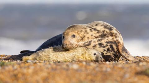 Grey Seal Mother embraces her new born seal pup during breeding season at Blakeney Point in Norfolk.