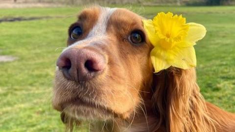 A medium size got is facing the camera. It has golden and white hair, and big brown eyes. A daffodil has been tucked between its ear and head, and is resting on the right side of the picture. 