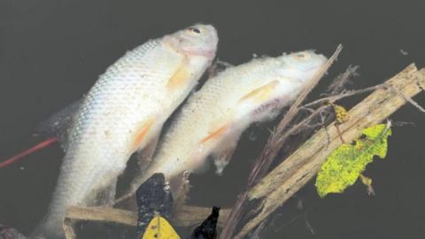 Two dead fish lie on the surface of a pond. They are small white perch, and lie in muddy water next to leave and branches