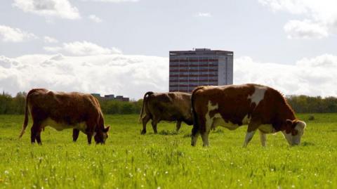 Three light brown cows grazing green grass on Newcastle's Town Moor. A block of flats can be seen standing in the distance.
