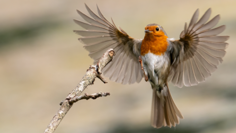 A robin, small brown bird with red chest, mid flight with wings spread out