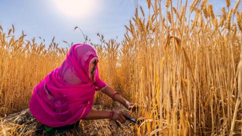 A young Indian woman wearing a bright pink scarf covering her head and face cuts wheat in a village near Jaipur city, Rajasthan
