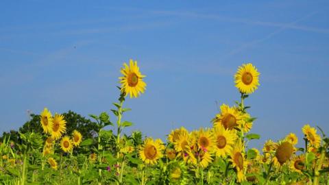 A field of sunflowers against a bright blue sky