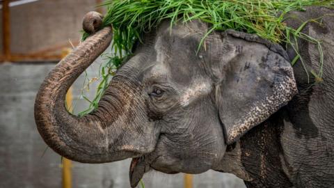 Mali Philippines elephant