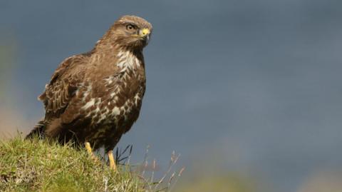 A common buzzard with green and white feathers and yellow eyes sat in some grass looking around for its next meal