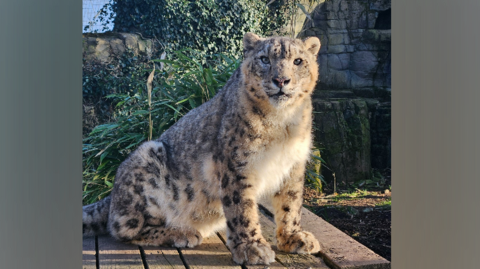 A snow leopard sitting on a wooden platform with trees and a wall in the background. 