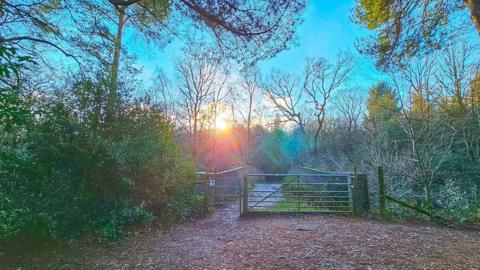 The sun rises over a wooded area with a wide pathway and gate in the foreground