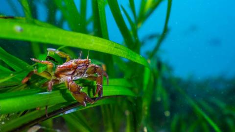 A small orange-coloured shore crab - Carcinus maenas - sat on a blade of seagrass in one of the research sites off the Orkney Islands in Scotland.