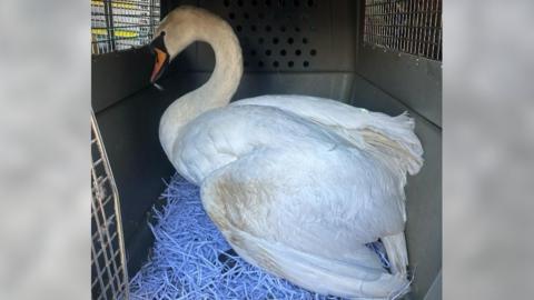 A swan in the back of a car