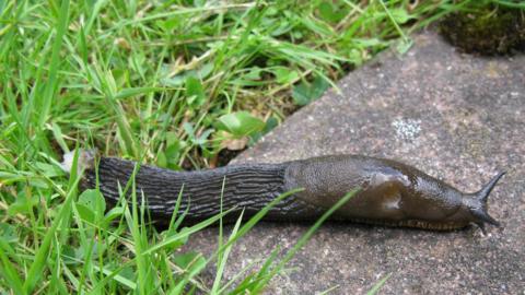 Large black slug