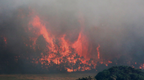 Flames engulf trees and send plumes of smoke into the air.