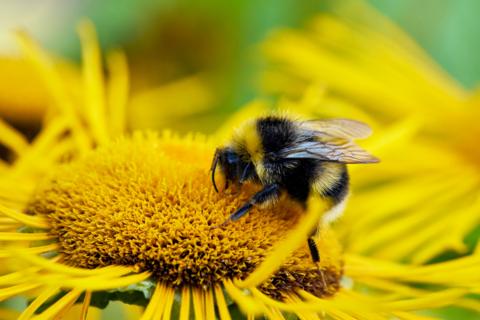A bee sits on a sunflower