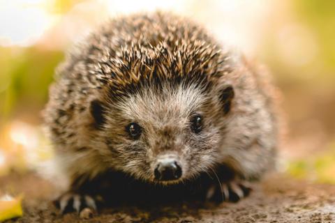 Close-up of a hedgehog on the ground