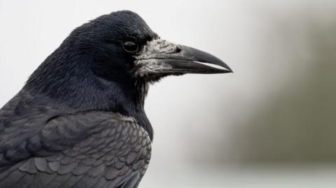 The rook is pictured in profile. Its feathers on its head are black and those on its body and folded wings are shades of grey. It has a shiny black eye and a long dark grey beak.