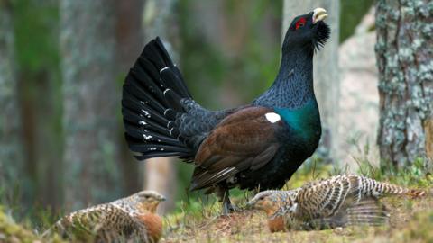 A male capercaillie bird does a display on the woodland floor. It has a mixture of black and brown feathers on its wing, tail and head. It has a turquoise chest with blue and black feathers on its back. It holds it head up. Its eyes are surrounded by red markings. There are two female capercaillie birds in the foreground. These are speckled white, brown and black with an orange chest.