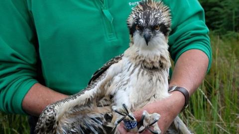 An osprey chick with a ring around its foot