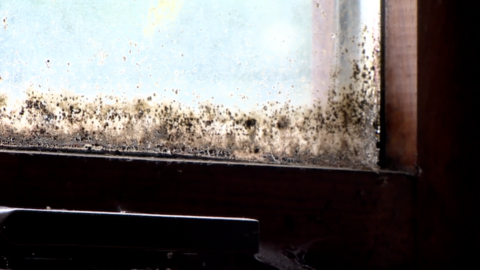 Mould on a window in he woman's home in Ballymena