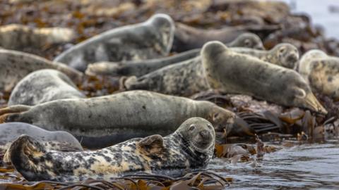 Grey seals