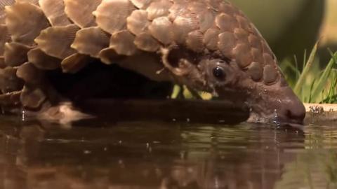 A pangolin