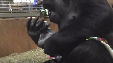 Gorilla with baby